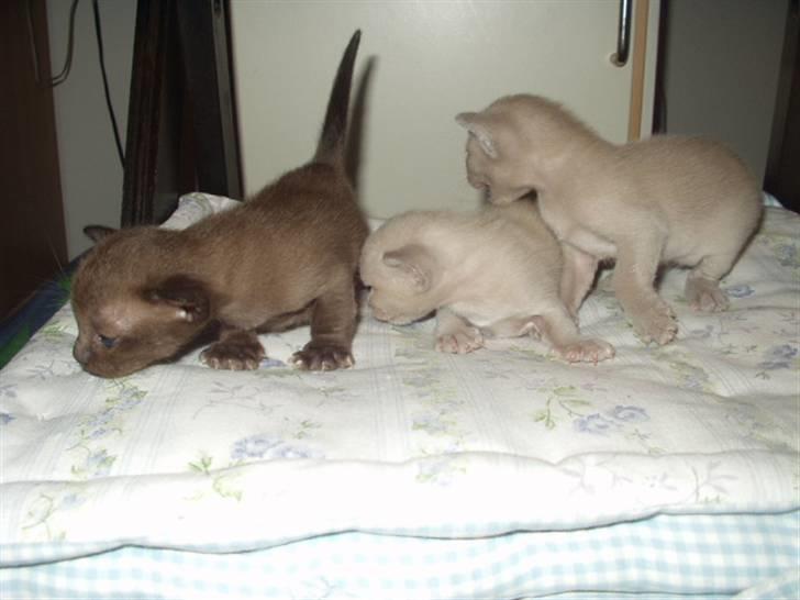 Burmeser Momi's Baloo - Ja selv store katte har været små engang. Baloo sammen med 2 af hans søskende. billede 9