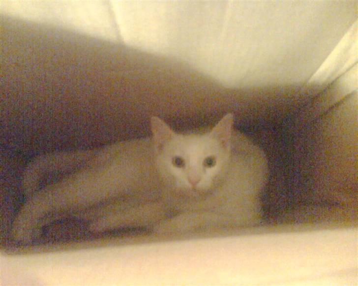 Huskat Felix - Ja ? Altså ? Felix elsker at ligge i papkasser .. Ogs selvom der ikke er meget plads xD billede 13