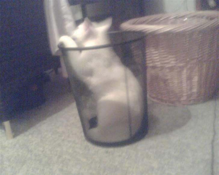 Huskat Felix - Ja ? Han havde det sjovt med min nye skraldespand 1. advent xD billede 14