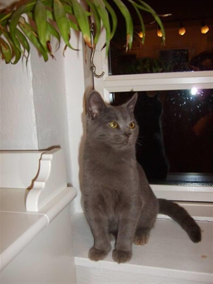 Huskat Blåsom - Dronningen :) billede 5