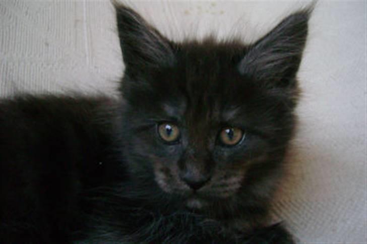 Maine Coon Holy Smoke billede 9