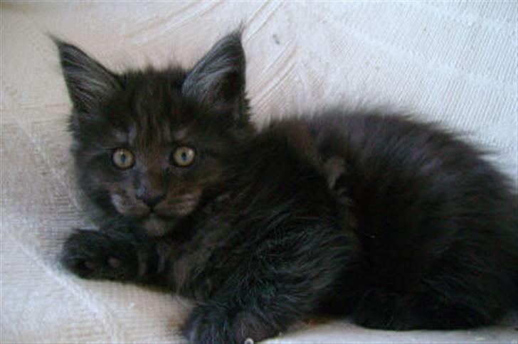 Maine Coon Holy Smoke billede 10