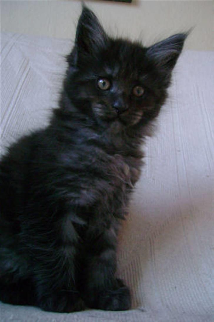 Maine Coon Holy Smoke billede 11