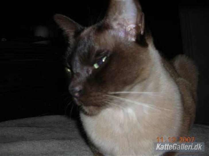 Burmeser Coco billede 12