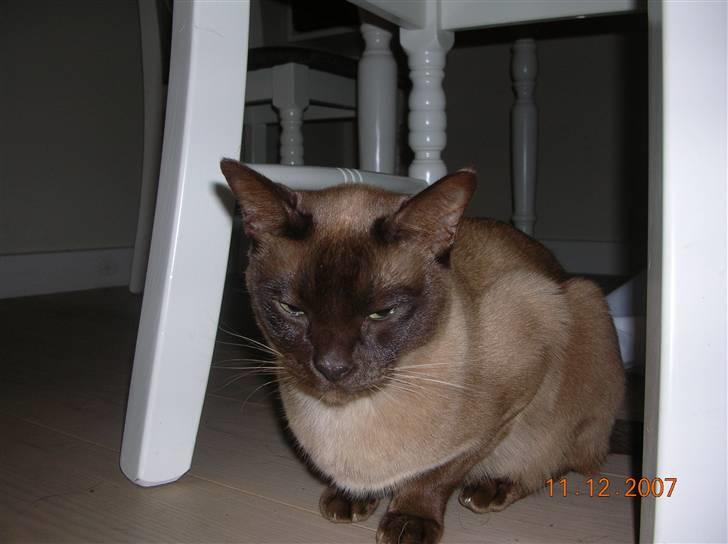 Burmeser Coco - Ja smuk er jeg jo :D billede 13