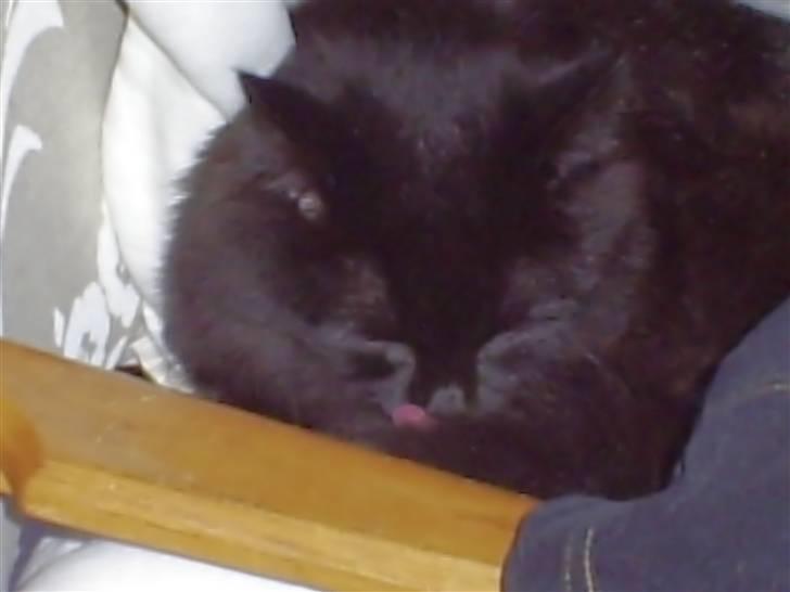 Huskat Maddie billede 2