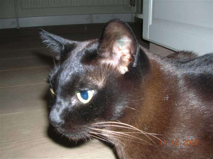 Burmeser Momi's Baloo billede 10