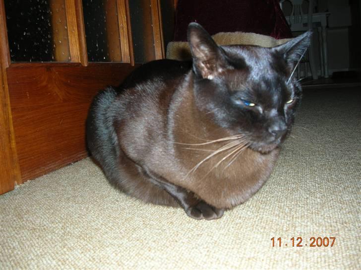 Burmeser Momi's Baloo billede 11