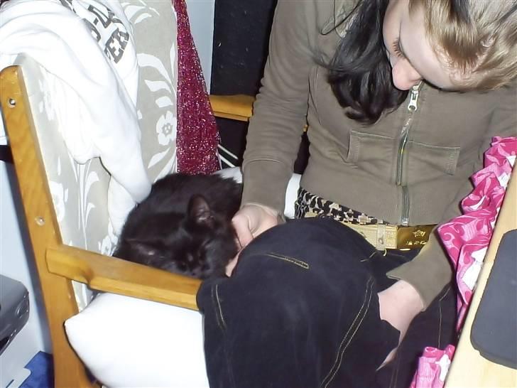 Huskat Maddie billede 3