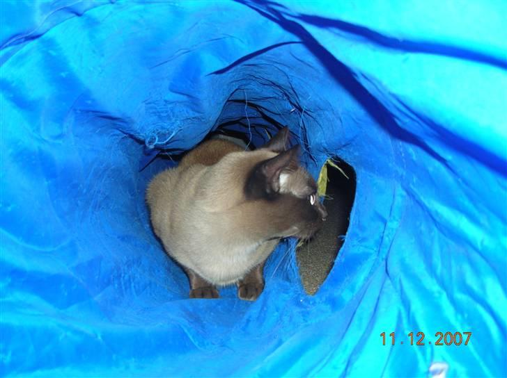 Burmeser Ufo of Magicat/Lillemand - Jeg gemmer mig lige her i kattetunnelen så kan Coco nok ikke finde mig billede 8