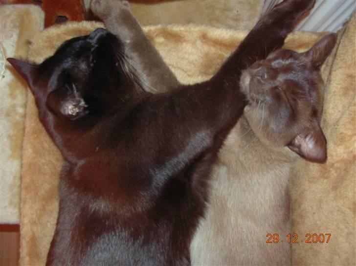 Burmeser Ufo of Magicat/Lillemand - Baloo og jeg elsker vores nye radiatorhænger-seng. Vi kan sove sammen i timevis billede 10