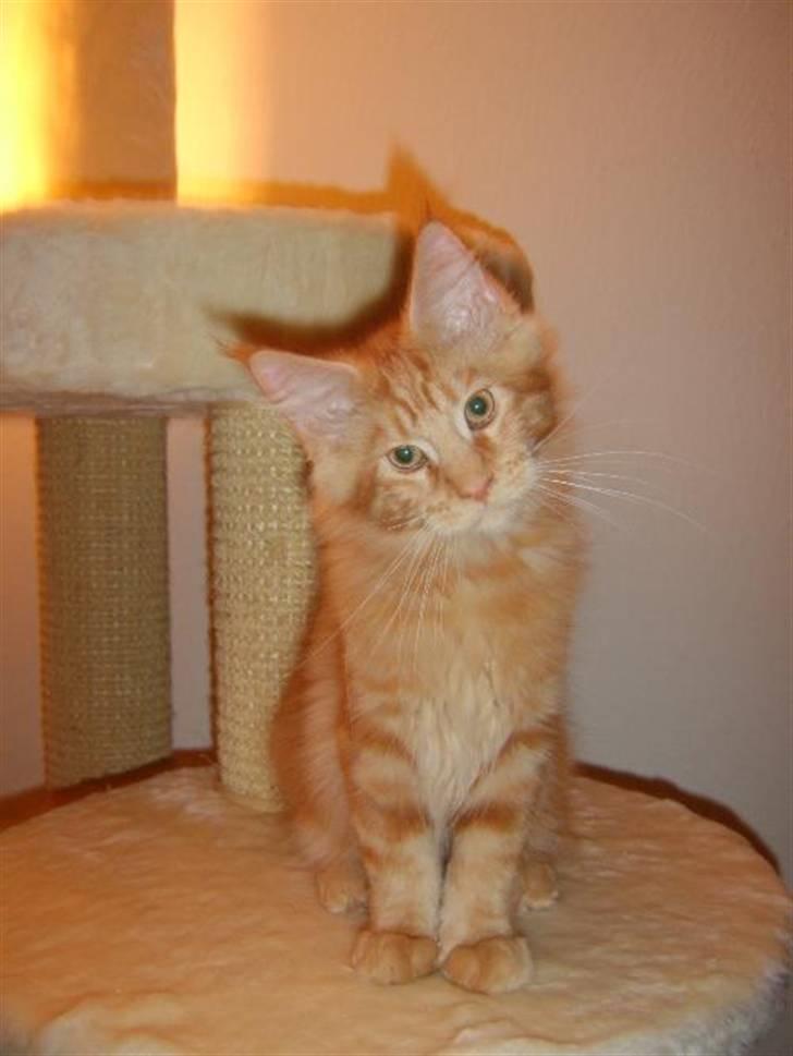 Maine Coon Don Diego - Blevet lidt ældre... billede 4