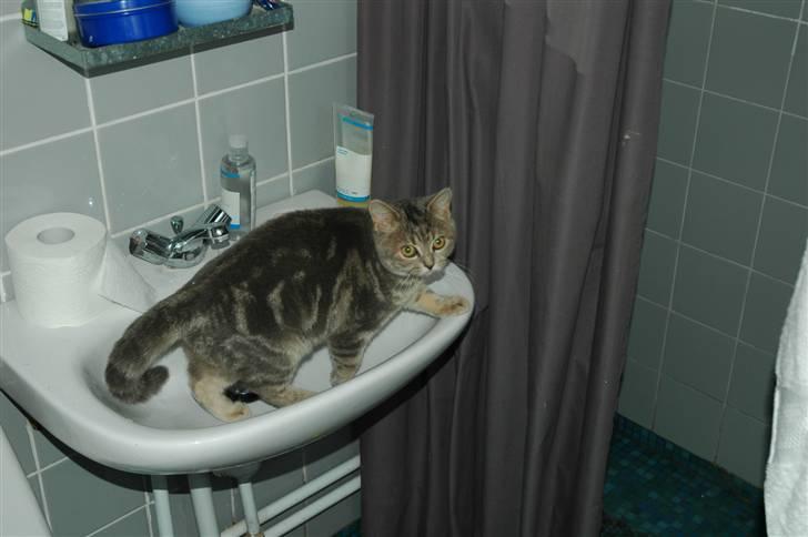 British Shorthair Molly - Molly kan godt lide at hoppe op i håndvasken billede 1