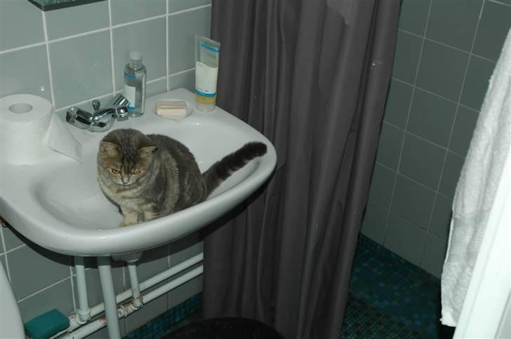British Shorthair Molly - Molly i håndvasken billede 2