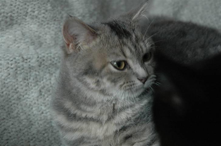 British Shorthair Molly - Molly slapper af billede 3