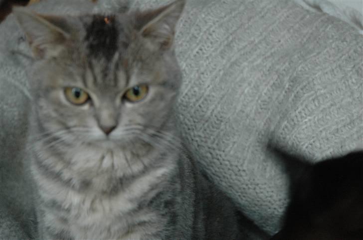 British Shorthair Molly - Molly er betænksom billede 4