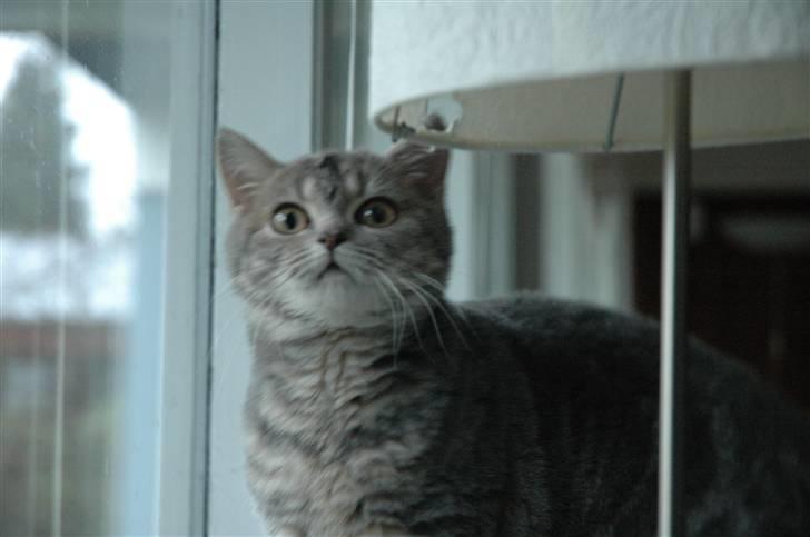 British Shorthair Molly - Molly kigger ud af vinduet billede 5