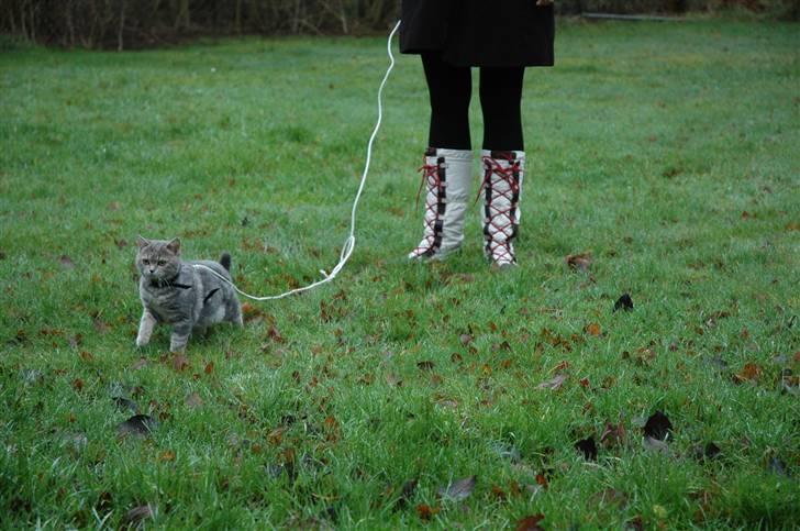 British Shorthair Molly - Molly er uden for for første gang i sin sele  billede 6