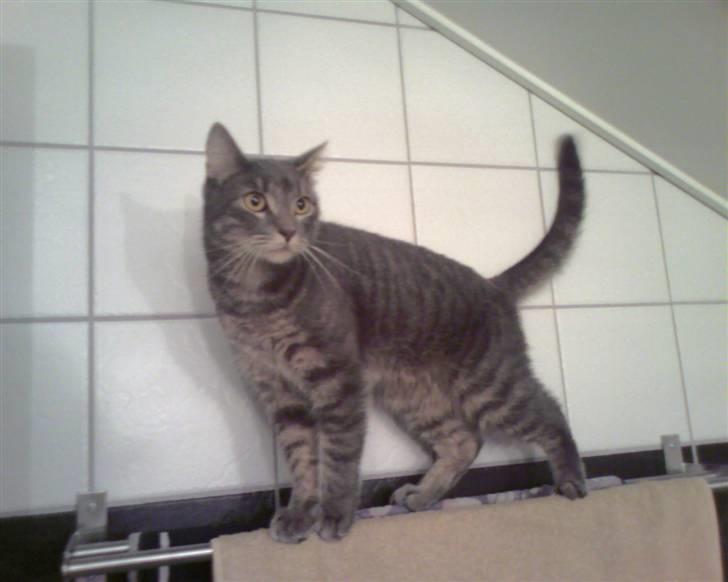 Blanding af racer Bill - Bill oppe i højderne billede 1