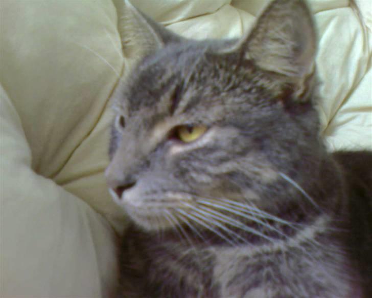 Blanding af racer Bill - Bill slapper af i stolen billede 2