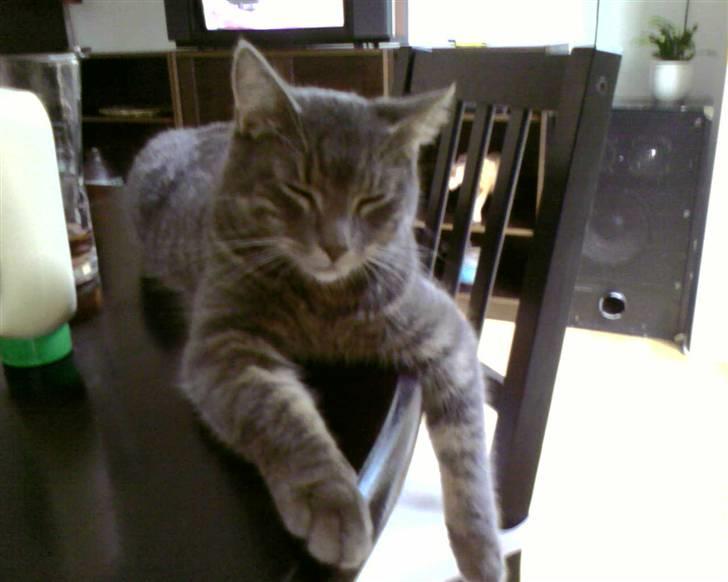 Blanding af racer Bill - Bill hænger ud på spisebordet billede 3