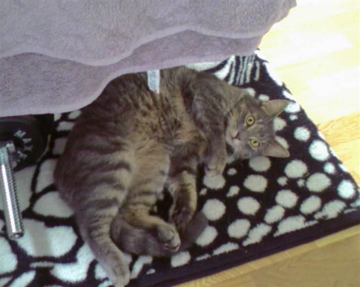 Blanding af racer Bill - Charmetrolden billede 4