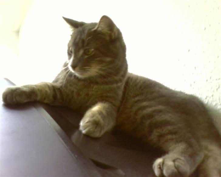 Blanding af racer Bill - Bille elsker at ligge oven på tv´et billede 5