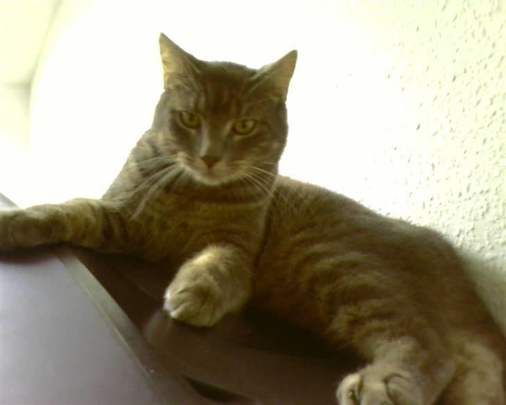 Blanding af racer Bill - På tv´et igen billede 6