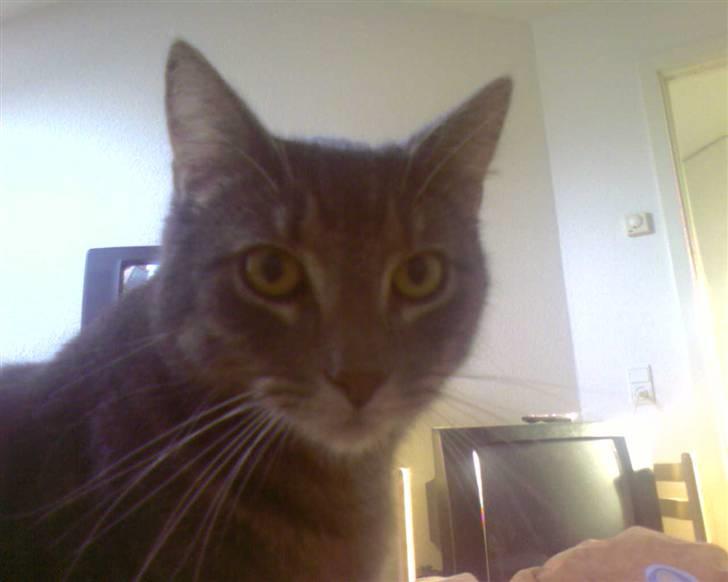 Blanding af racer Bill - Go´daw billede 7