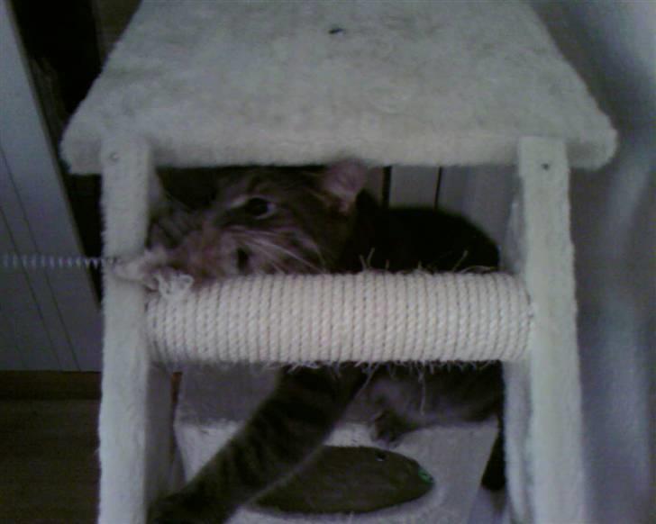 Blanding af racer Bill - Det skønne kradsebræt, der er der godt at lege billede 8