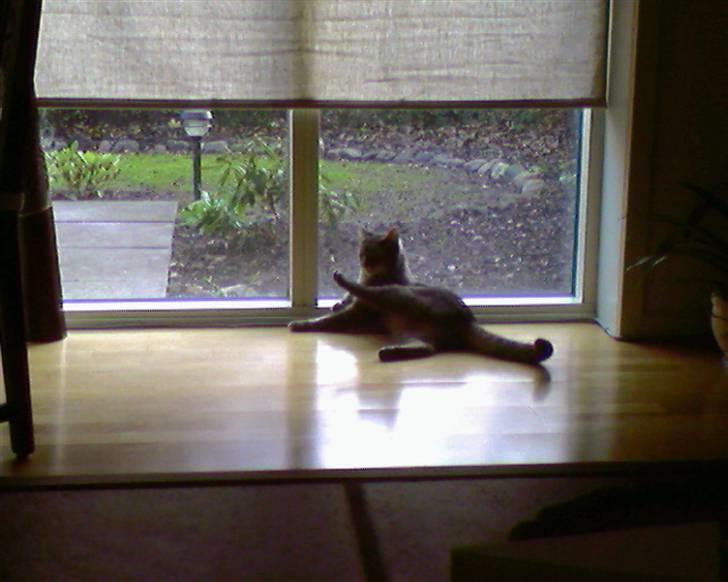 Blanding af racer Bill - Når Bill er inde holder han stadig styr på hvad der sker udenfor i hans have billede 9