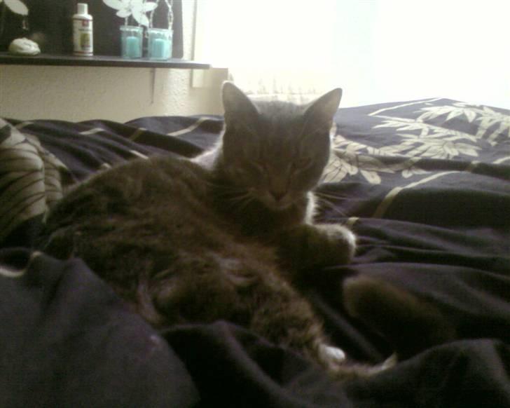 Blanding af racer Bill - Bill i sengen billede 10