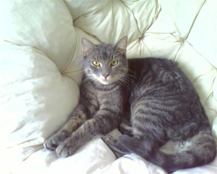 Blanding af racer Bill - Afslapning igen billede 11