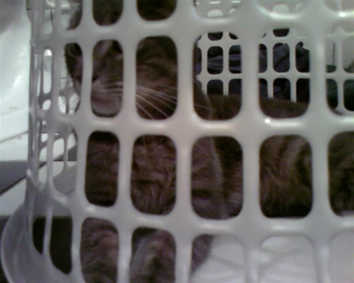 Blanding af racer Bill - Han synes det er sjovt at ligge inde i vasketøjskurven og stikke poterne ud af hullerne billede 12