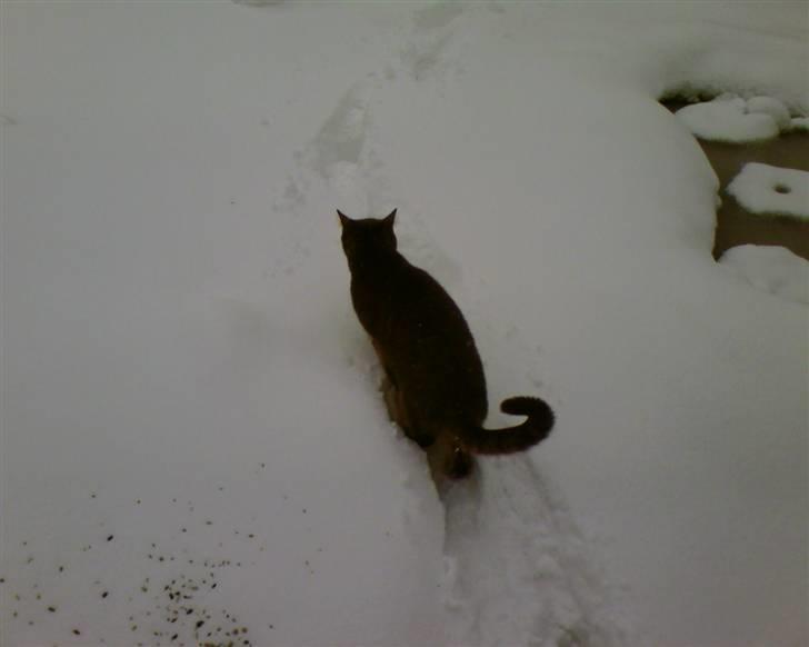 Blanding af racer Bill - Bill i sneen billede 13