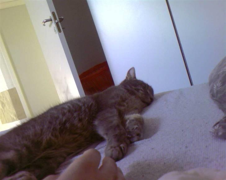 Blanding af racer Bill - Så er vi i seng igen billede 14