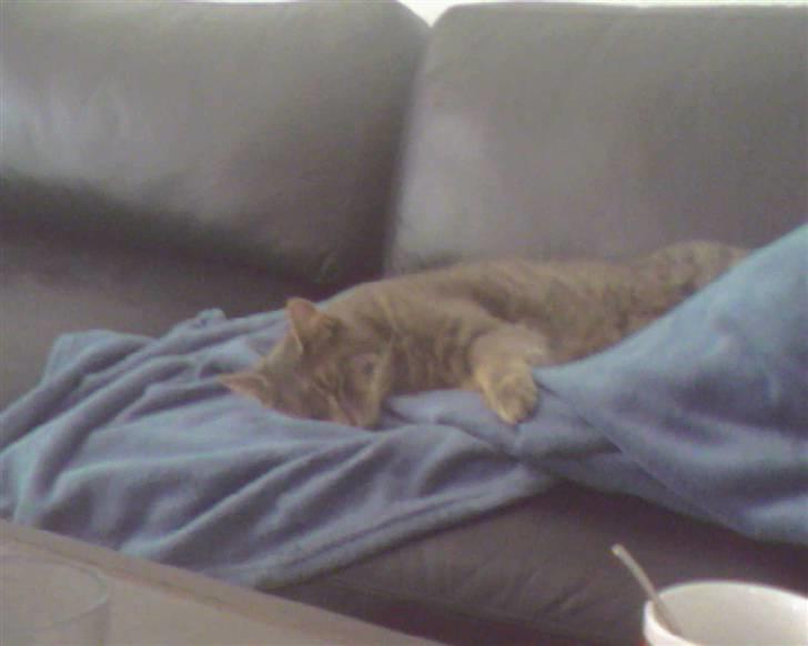 Blanding af racer Bill - - og i sofaen billede 15