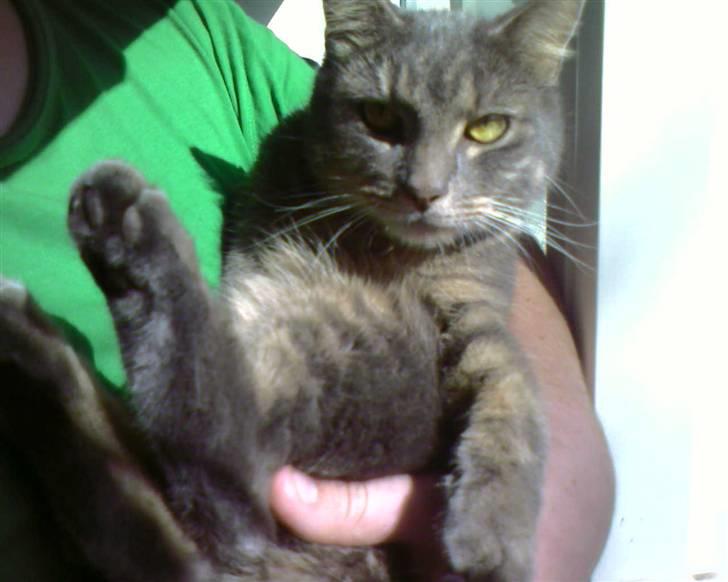 Blanding af racer Bill - Afslapning hos far billede 16