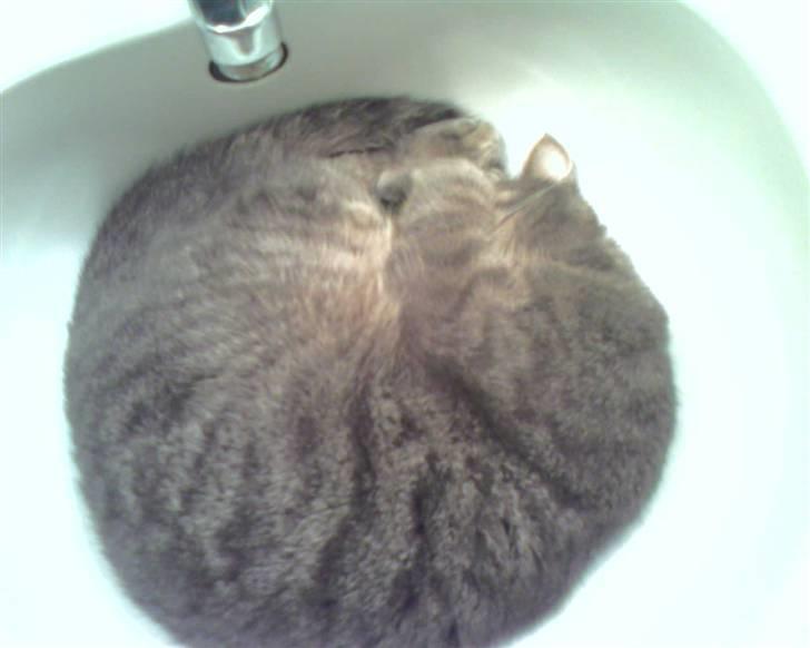 Blanding af racer Bill - Her er han i sin elskede håndvask billede 17