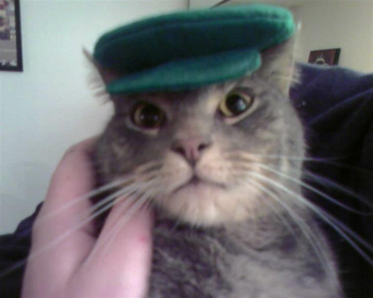 Blanding af racer Bill - Bill klar til at gå på dame- jagt billede 18