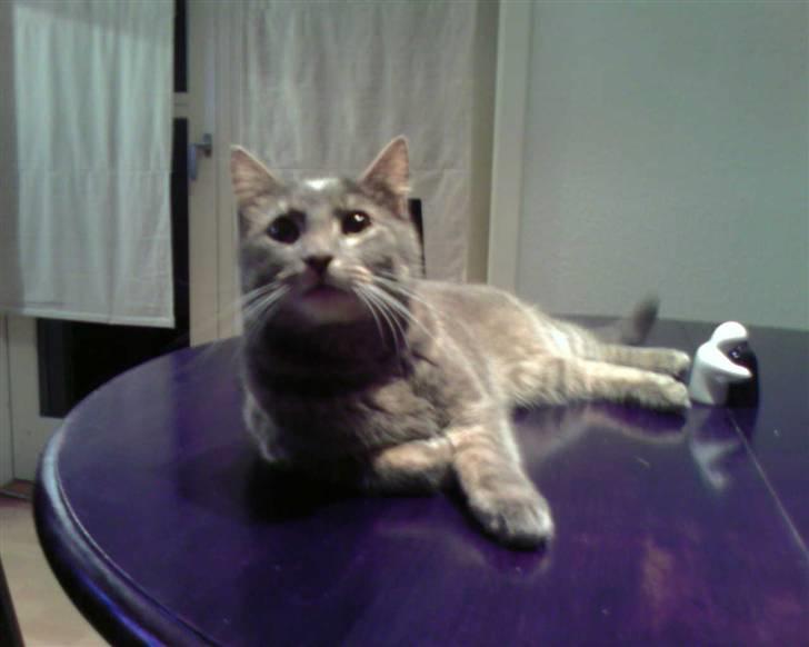 Blanding af racer Bill - Bill på bordet billede 19