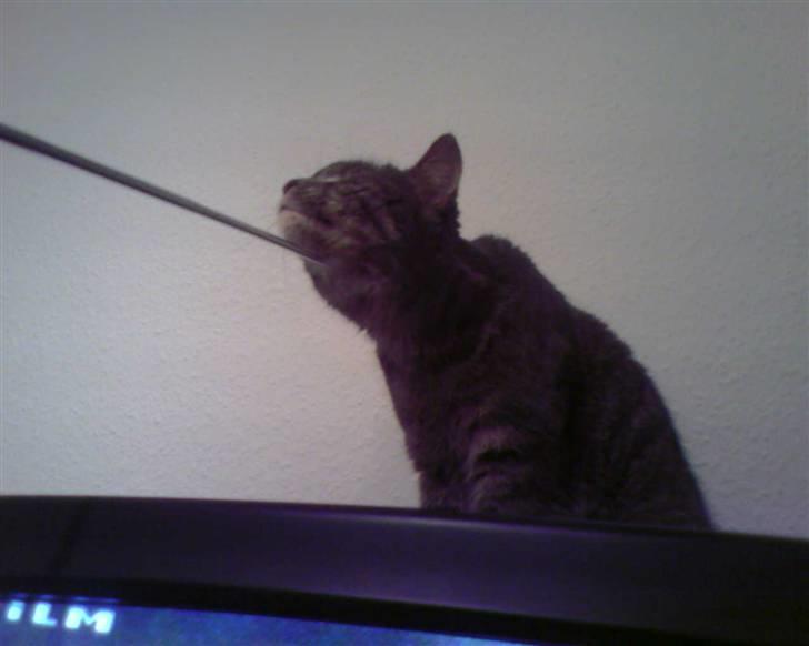 Blanding af racer Bill - Bill elsker at blive kløet med vores klø-pind billede 20