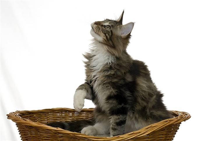 Maine Coon Ares billede 13