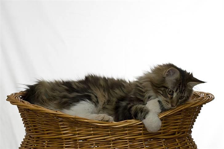 Maine Coon Ares billede 14