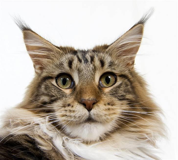Maine Coon Ares billede 15