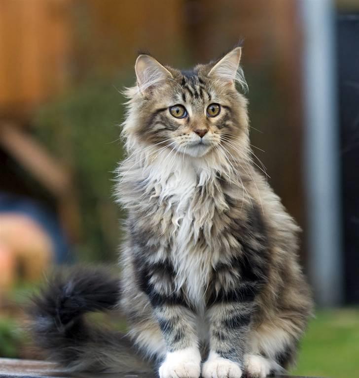 Maine Coon Ares billede 16