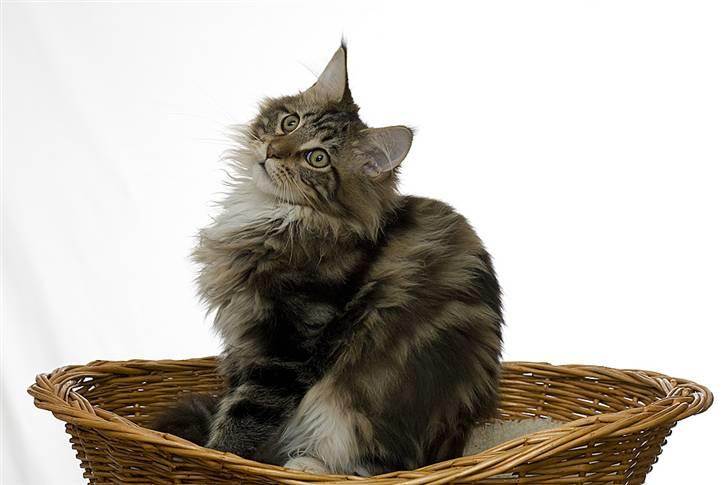 Maine Coon Ares billede 17