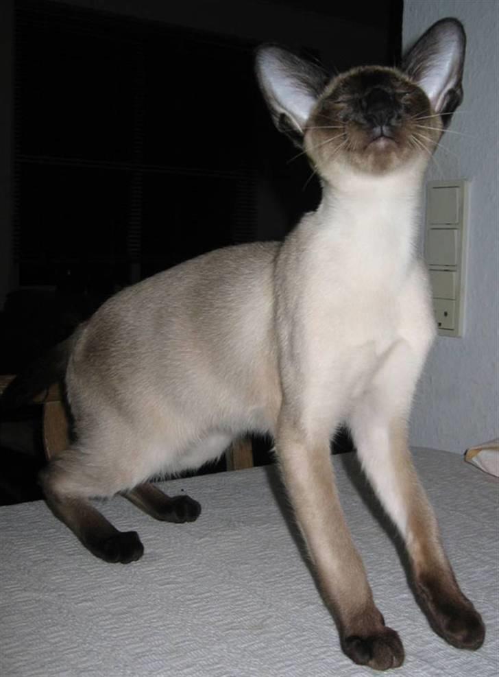 Siameser Lucy billede 1