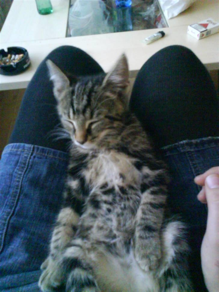 Huskat Sigurd † R.I.P. † billede 1