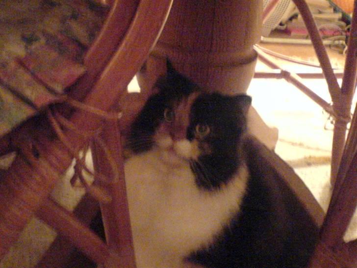 Blanding af racer Twinkie billede 20